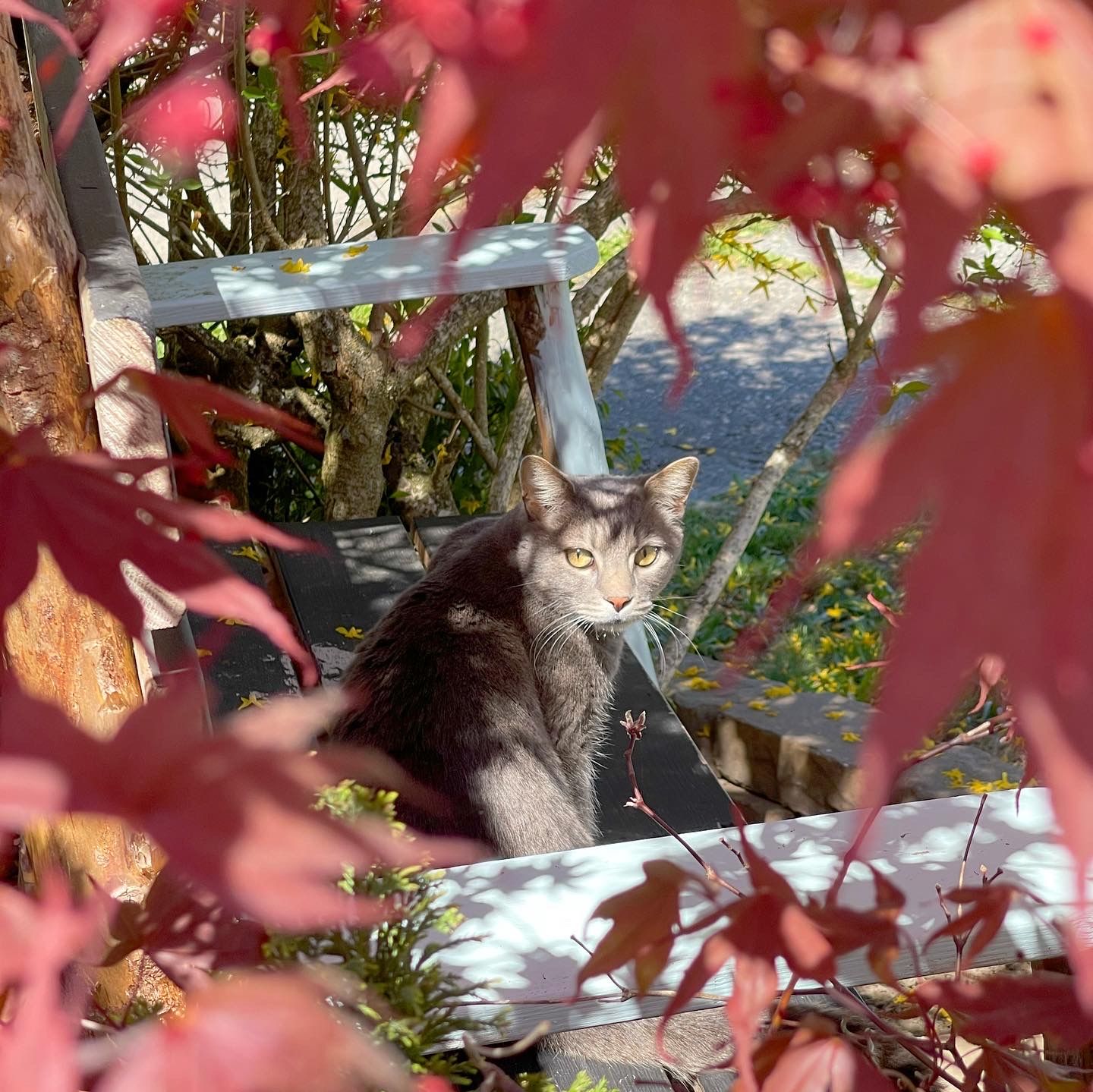 Kitty on a Bench in a Garden